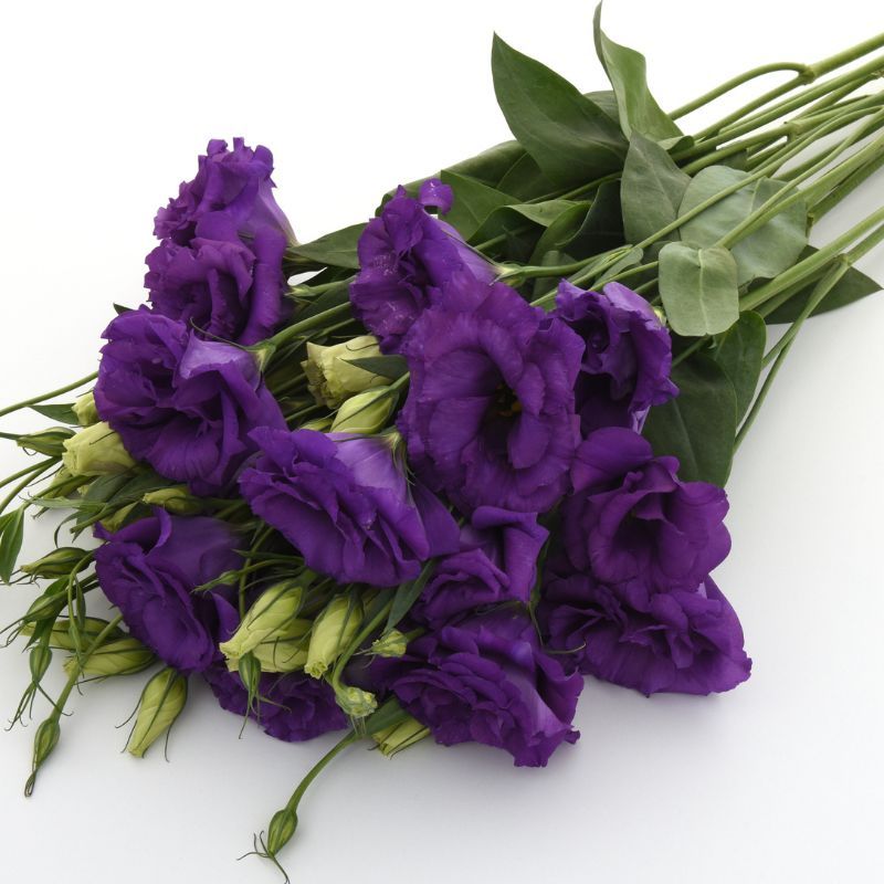 Lisianthus ABC 2 Blue 36