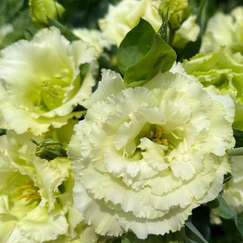 Lisianthus Voyage 2 Green 20