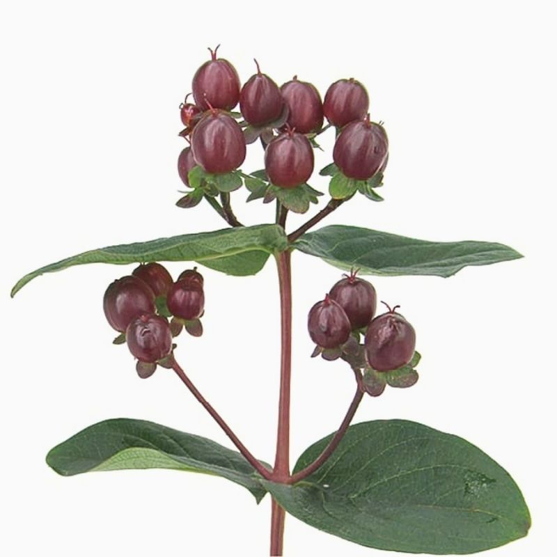 Hypericum Globo™ Burgundy 4