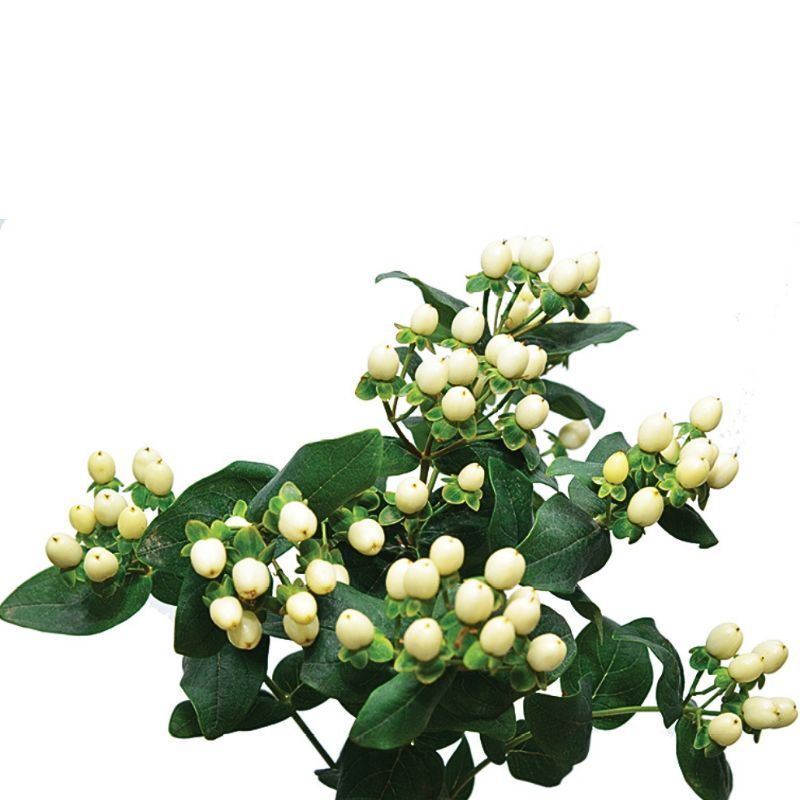 Hypericum Brisk™ White Coconut 4