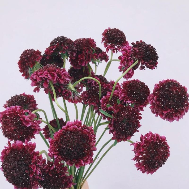 Scabiosa Scoop™ Red Velvet 4
