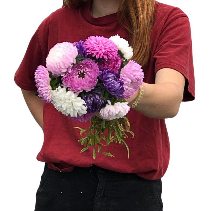 Aster Florist Mix 16