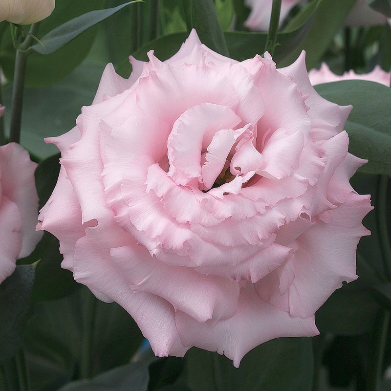 Corelli 2 Pink 20