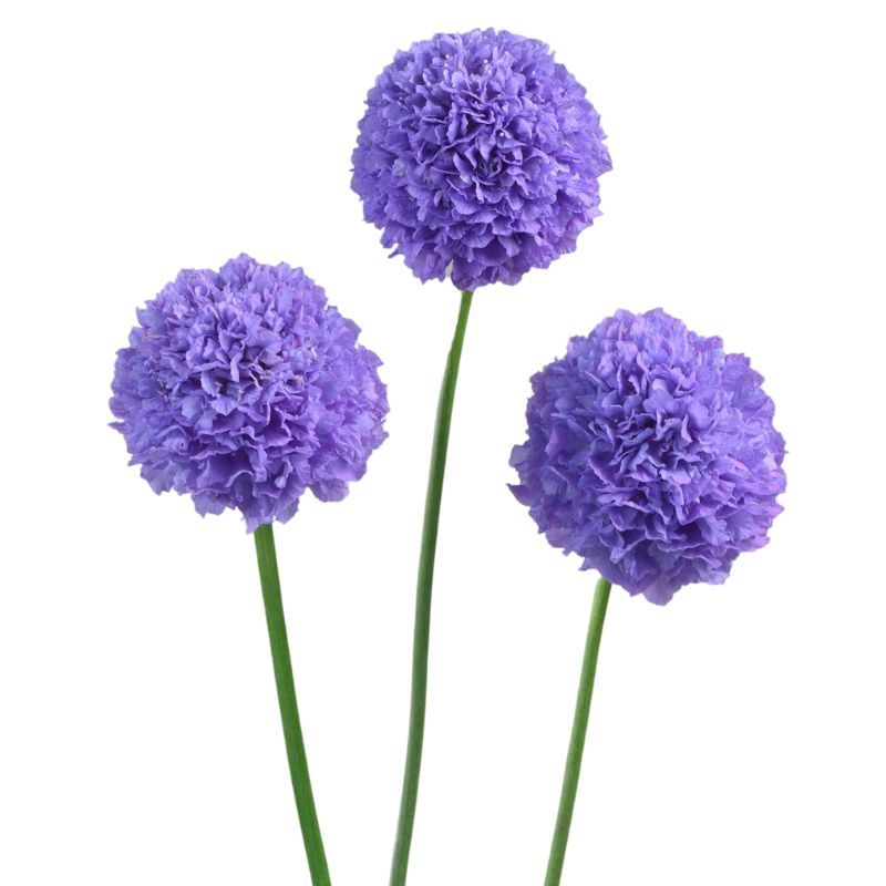 Scabiosa Bon Bon Scoop™ Teaberry 4