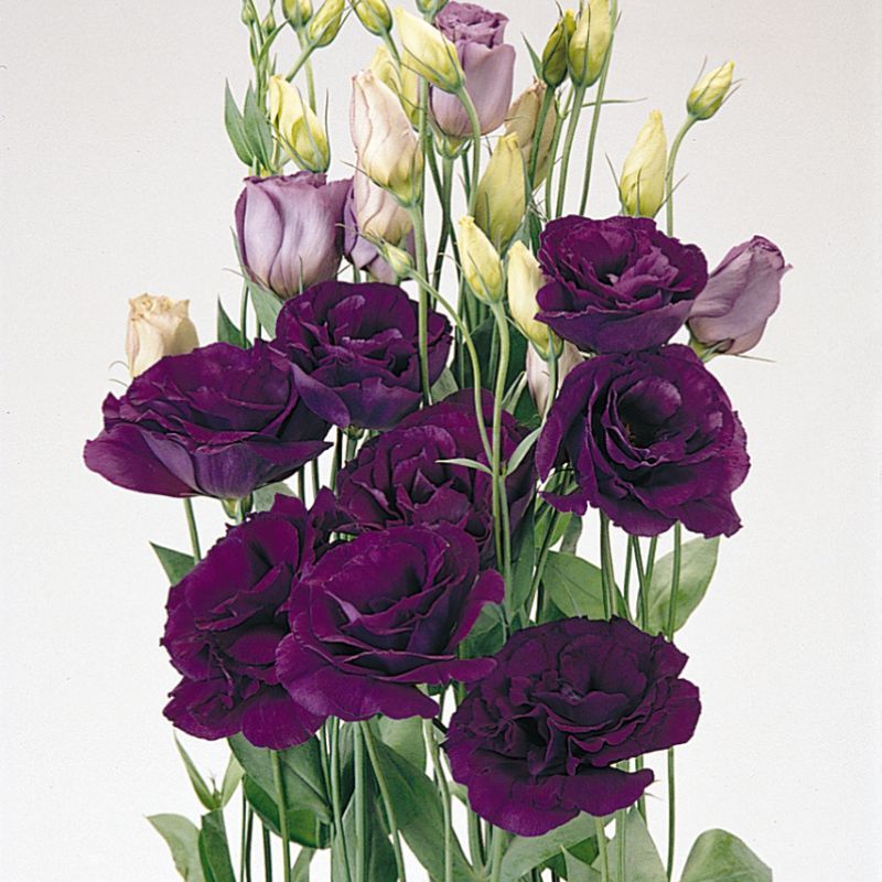 Lisianthus ABC 1 Purple 36
