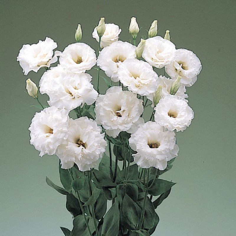 Lisianthus Super Magic White 36