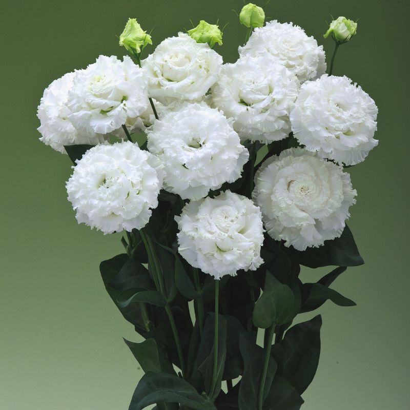 Lisianthus Corelli Sugoi 3 White