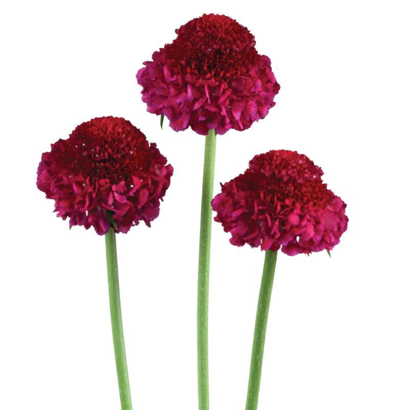 Scabiosa Focal Scoop™ Berrybliss