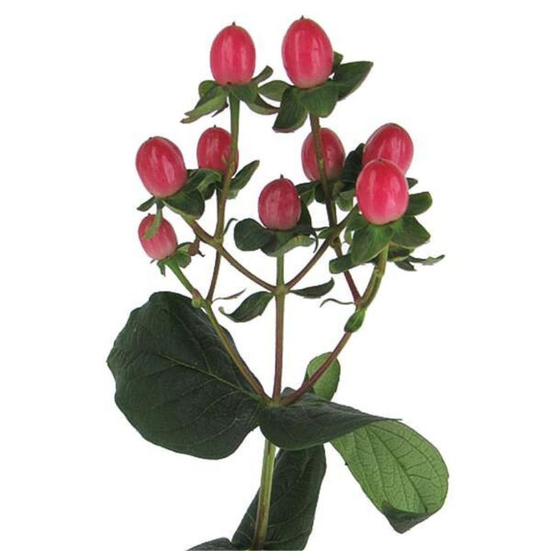 Hypericum Globo™ Ruby 4