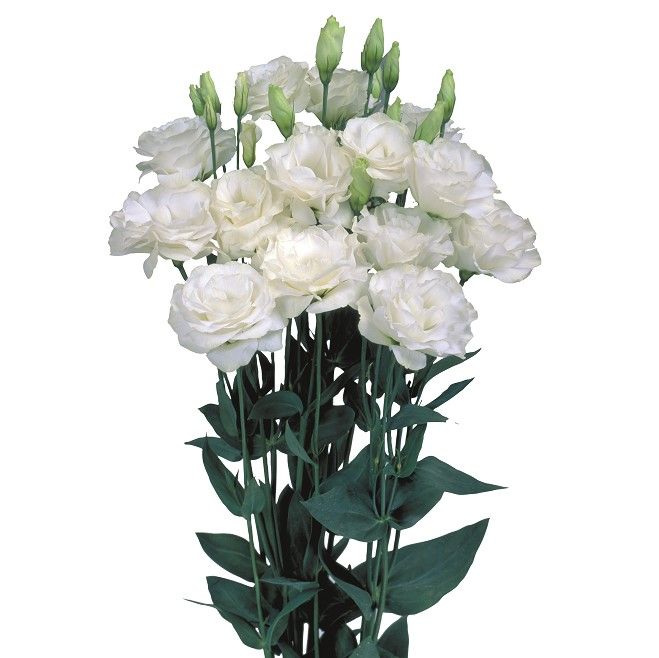 Lisianthus Mariachi Pure White 36