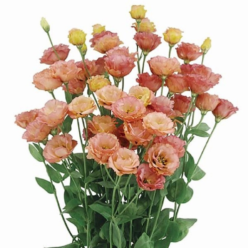 Lisianthus Little Summer 1 Orange Precooled 36