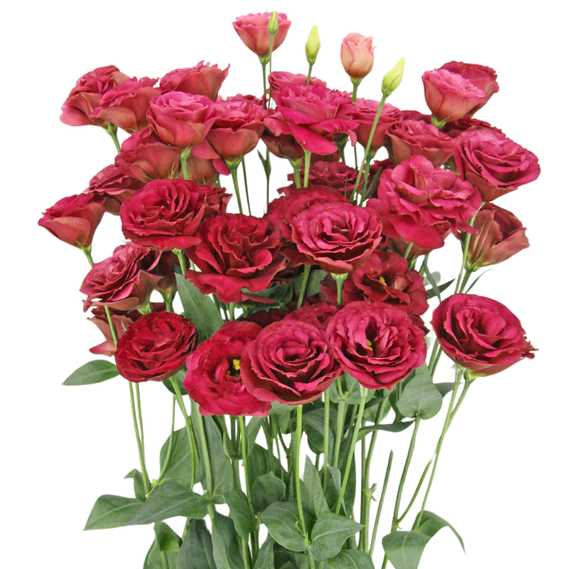 Lisianthus Arosa 3 Red Precooled 36