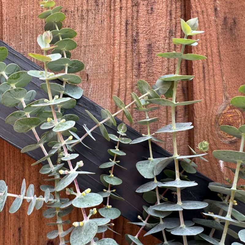 Eucalyptus Baby Blue 10 CLEARANCE