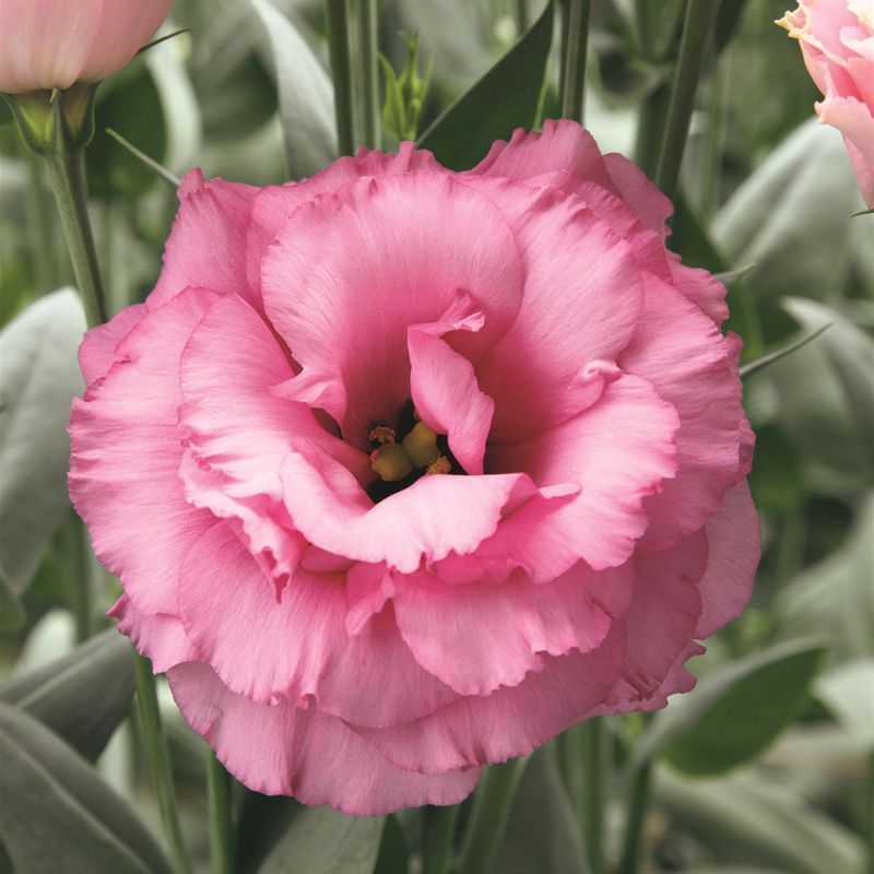 Lisianthus Arena 3 Rose 36