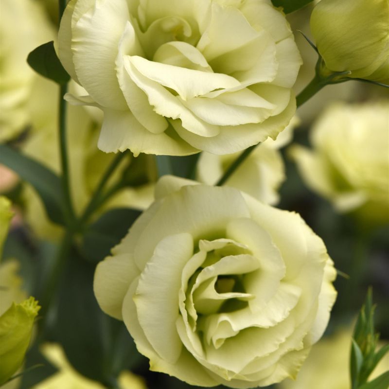 Lisianthus Flare Jade 36
