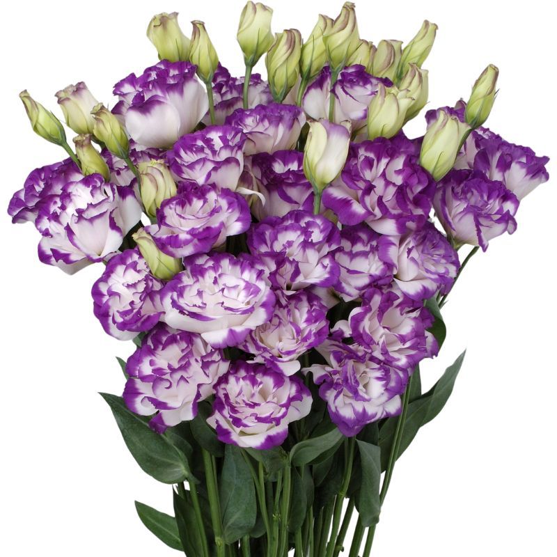Lisianthus Bolero Blue Picotee 36