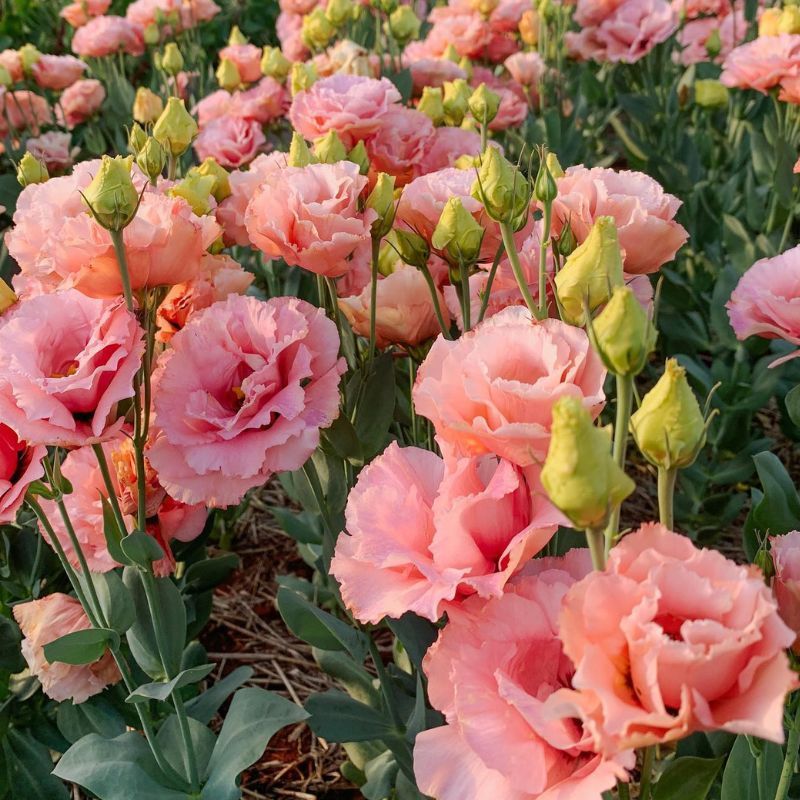 Lisianthus Corelli 3 Apricot 36