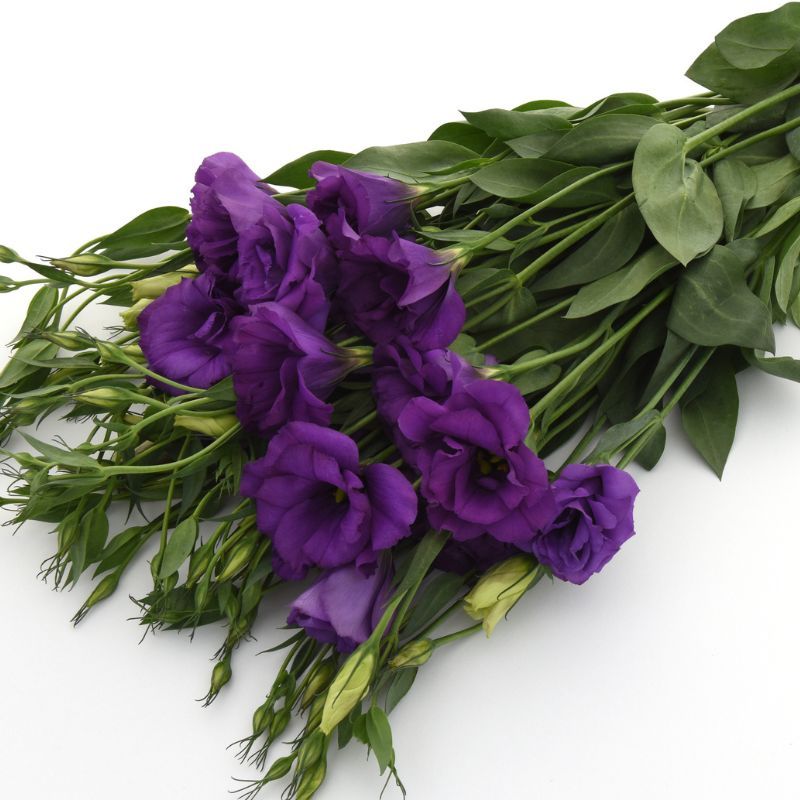 Lisianthus Flare Deep Blue 36