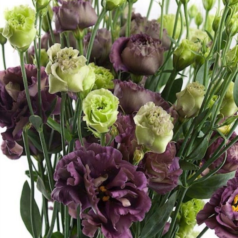 Lisianthus Rosanne 1 Black Pearl 36