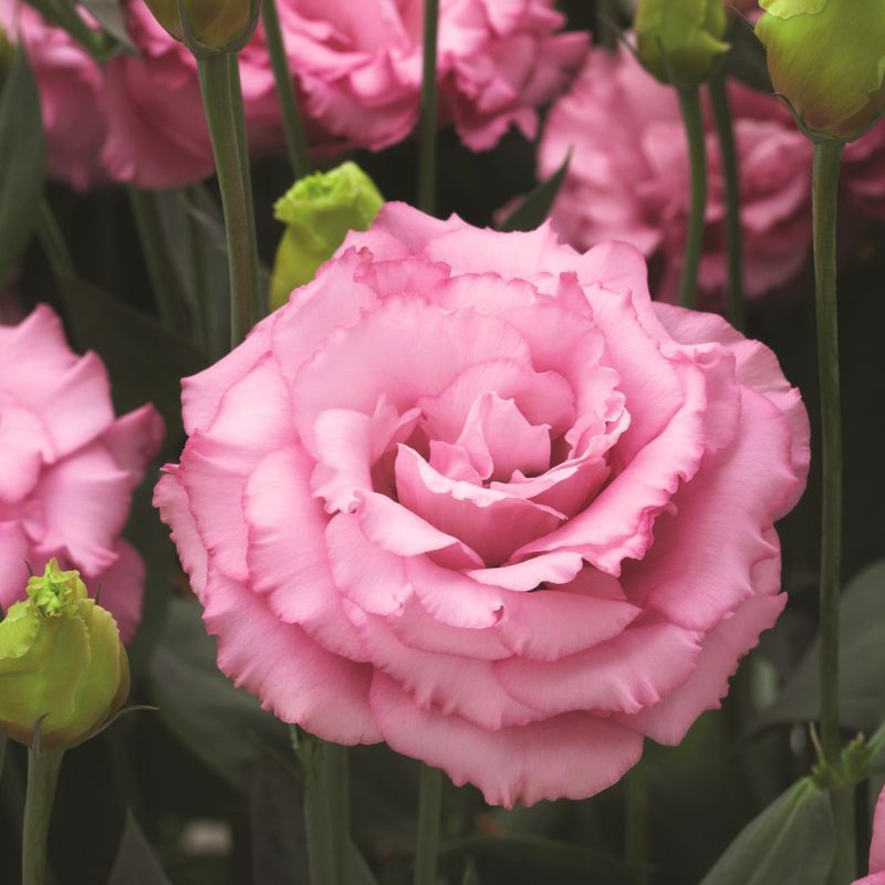 Lisianthus Corelli 1 Deep Pink 36