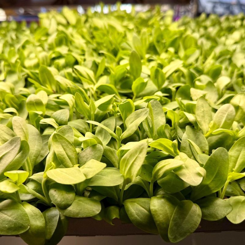 Lisianthus Mystery Mix 36 CLEARANCE
