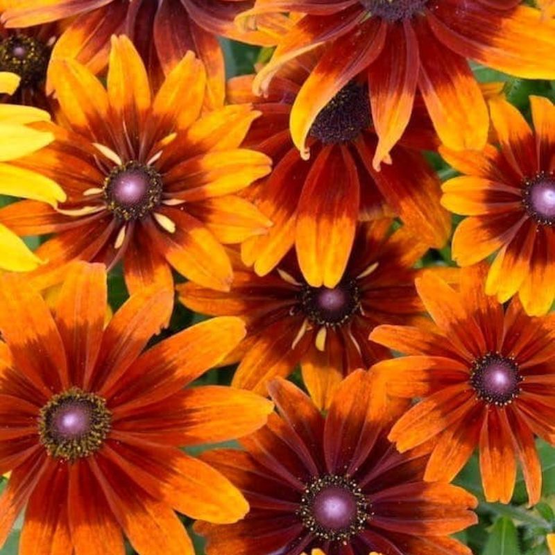 Rudbeckia Autumn Colors