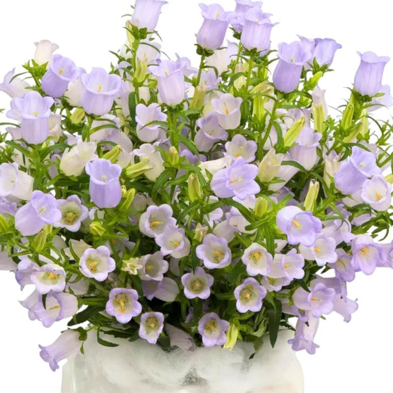 Campanula Champion Lavender