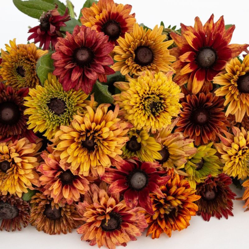 Rudbeckia Sahara