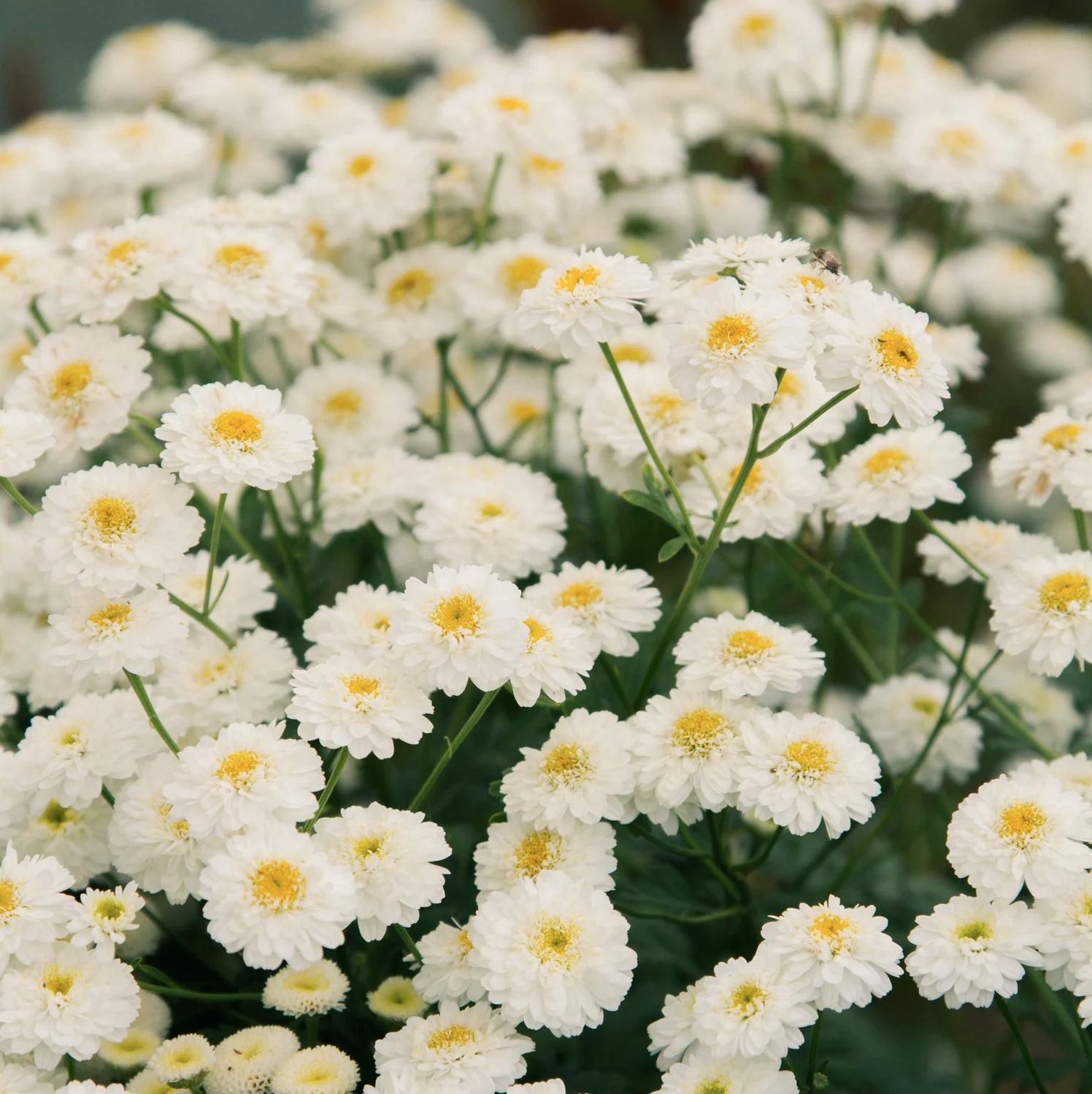 Feverfew Tetra White Wonder - 20