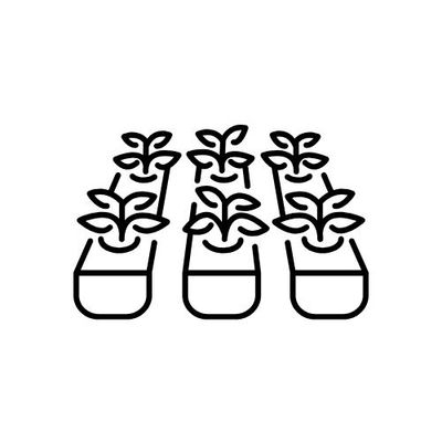 Flower Plugs 2026
