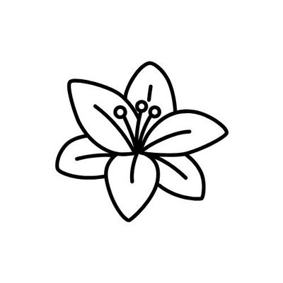 Lily Bulbs 2026