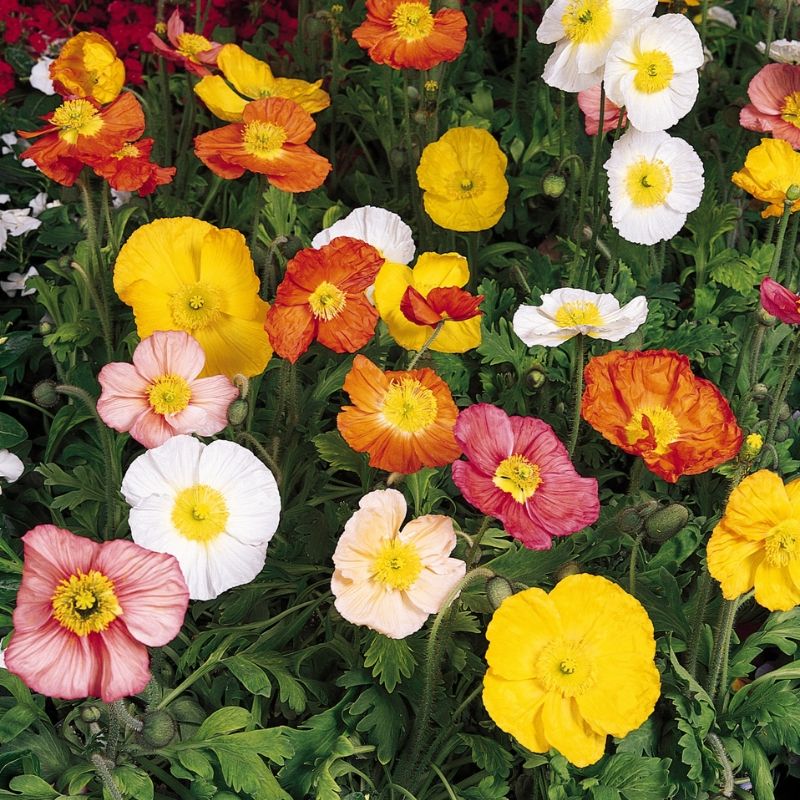 Iceland Poppy Champagne Bubbles Mix