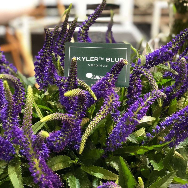 Veronica Skyler™ Blue