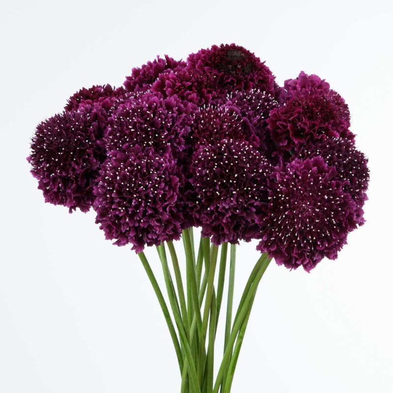 Scabiosa Bon Bon Scoop™ Merlot