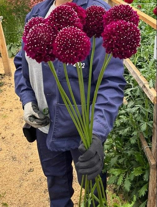 Scabiosa Bon Bon Scoop™ Merlot