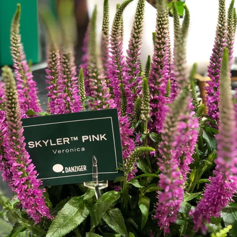 Veronica Skyler™ Pink  4