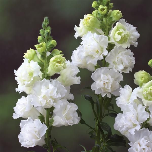Snapdragon Legend Double White