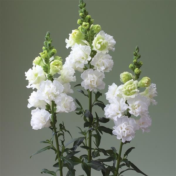 Snapdragon Legend Double White