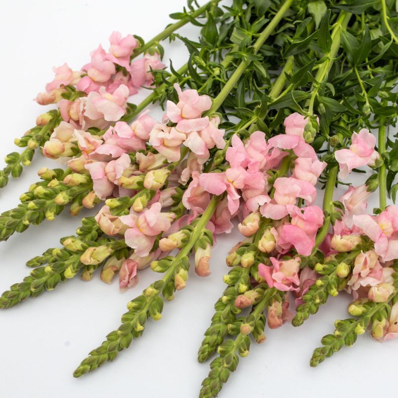 Snapdragon Maryland Shell Pink