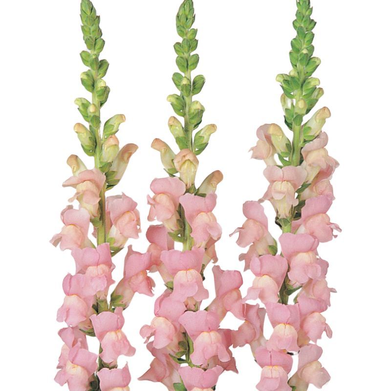 Snapdragon Maryland Shell Pink