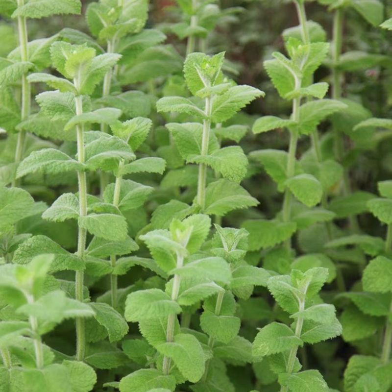 Apple Mint