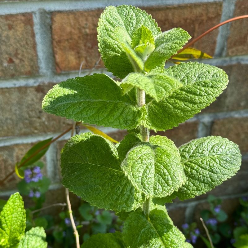Apple Mint