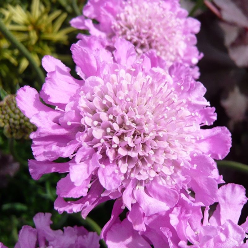 Scabiosa Pink Mist