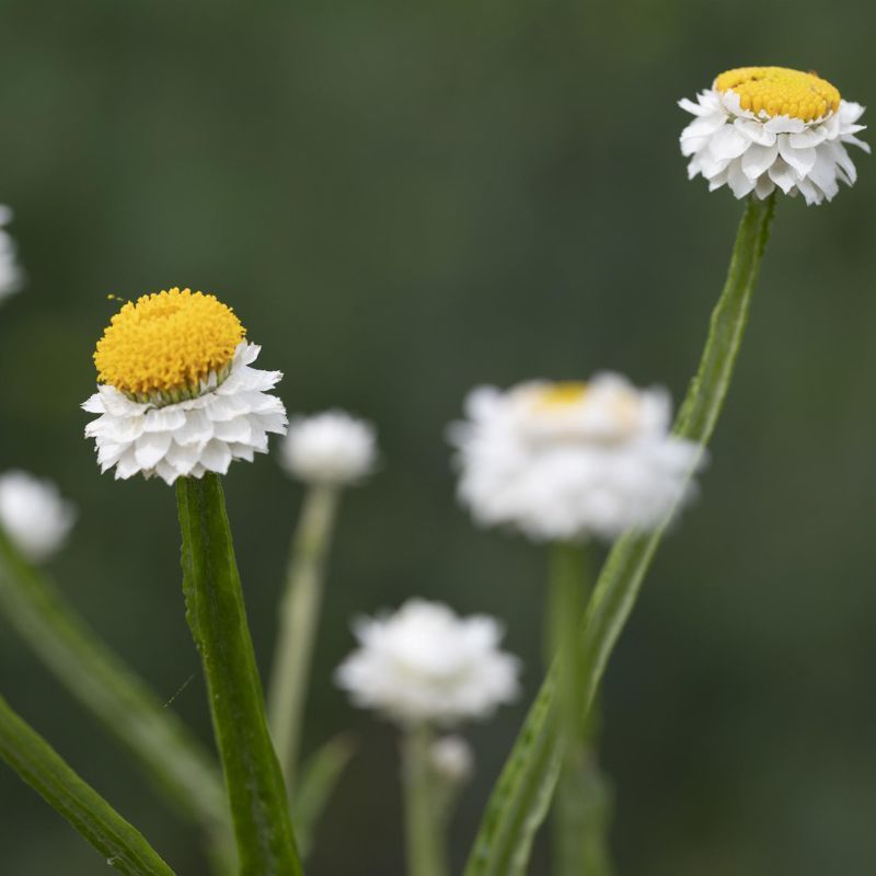 Ammobium Grandiflorum