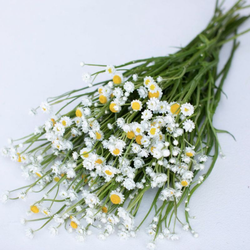 Ammobium Grandiflorum