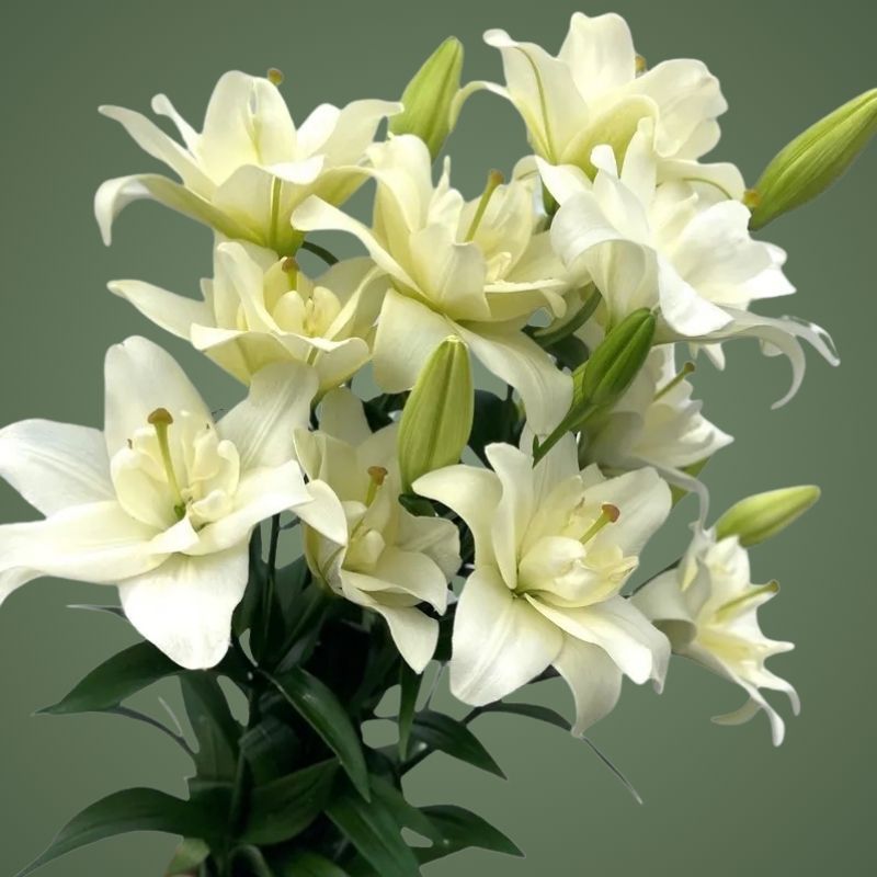 LILY Belvedere Double