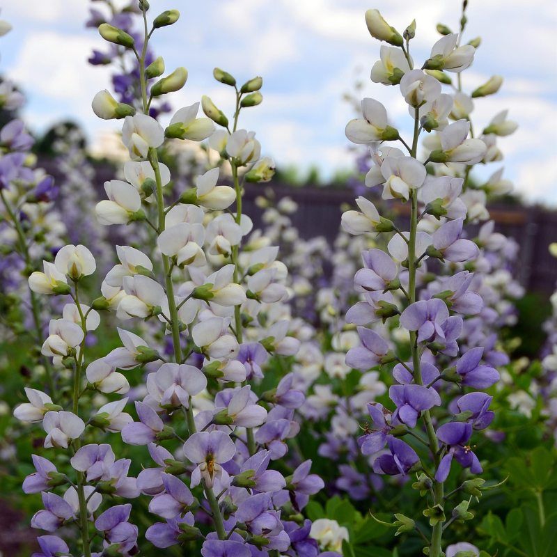 Baptisia Hybrid Lunar Eclipse Prairieblues™