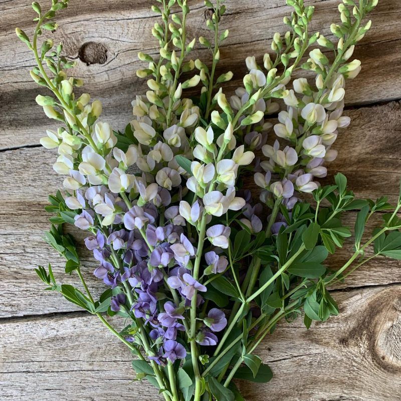 Baptisia Hybrid Lunar Eclipse Prairieblues™
