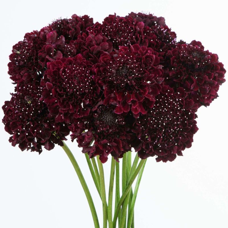 Scabiosa Bon Bon Scoop™ Maraschino Cherry