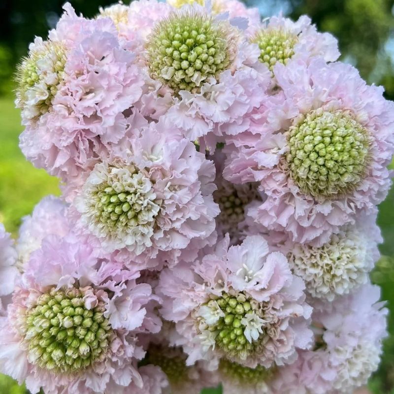 Scabiosa Bon Bon Scoop™ French Vanilla